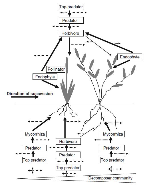 Network of above- and belowground interactions